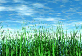 Fototapeta premium grass and sky