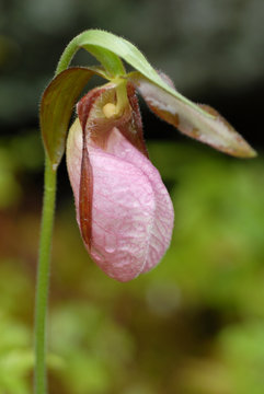 Wild Pink Lady's Slipper Orchid