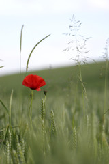 coquelicots