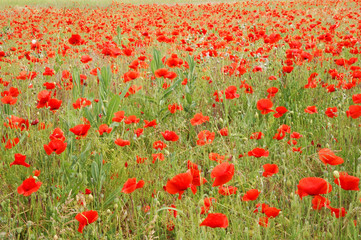 coquelicots dans la prairie