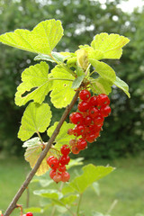 grappe de groseilles