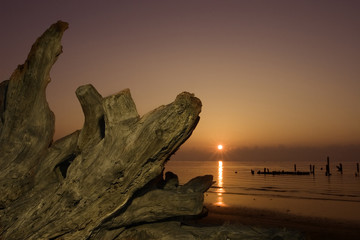 driftwood and rising sun