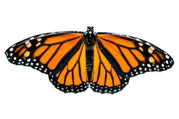 Fototapeta premium isolated monarch butterfly