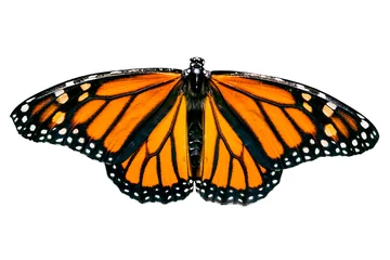 Crédence de cuisine en verre imprimé Papillon isolated monarch butterfly