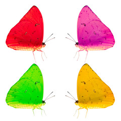 colorful butterflies isolated