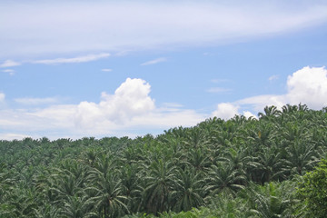 Fototapeta na wymiar plantacji oleju palmowego
