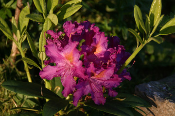 rosa azalee 5