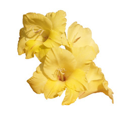 yellow gladioli