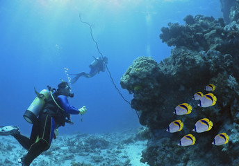 butterflyfish