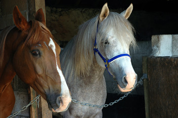 horses in stable