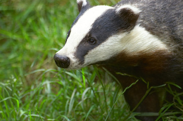 badger