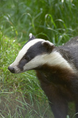 badger