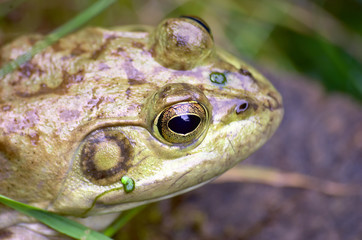 frog