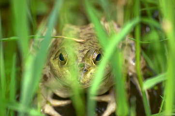 frog