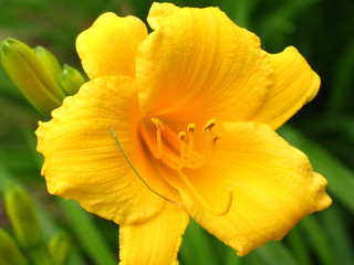 day lilly