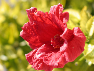rote blüte