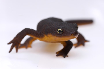 Obraz premium newt on white background