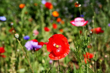 field of colorful wildflowers