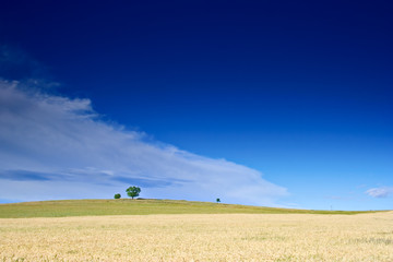 Obraz premium wheatfield in countryside macedonia