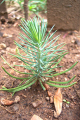 little pine tree