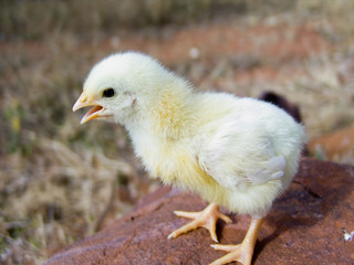 baby chick