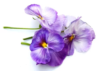 Keuken foto achterwand Viooltjes viooltjes
