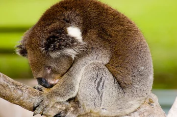 Papier Peint photo Lavable Koala sleeping koala