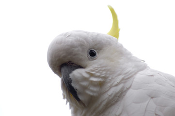 isolated sulphur-crested cockatoo