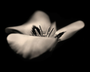 dream lily in sepia
