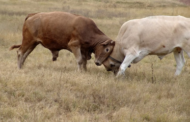 Obraz premium bulls fighting