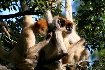 tree monkeys lookin for fleas