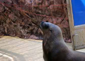 seal