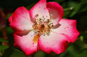 pink flower