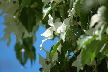 white flowers on a tree