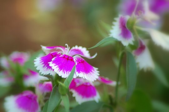 purple and white flowers