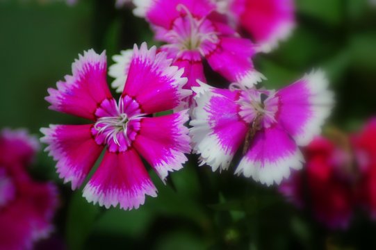 purple and white flowers 2