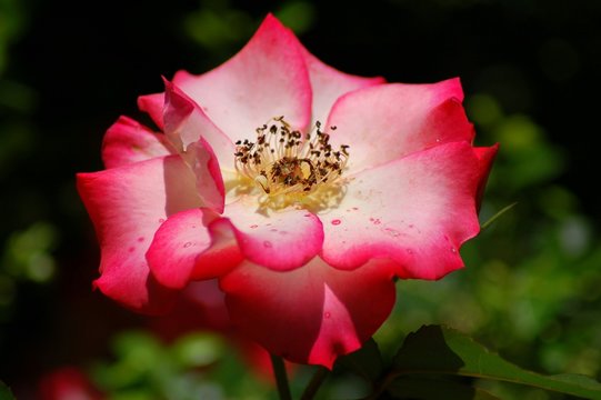 pink flower