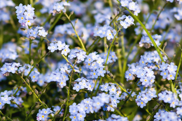 forget me not background