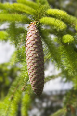 spruce cone