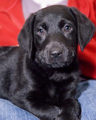 black labrador puppy