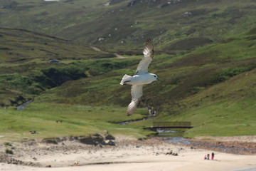 Fototapeta premium beach fulmar