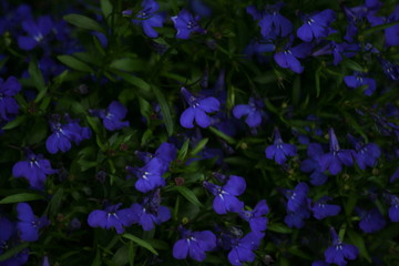 blumen