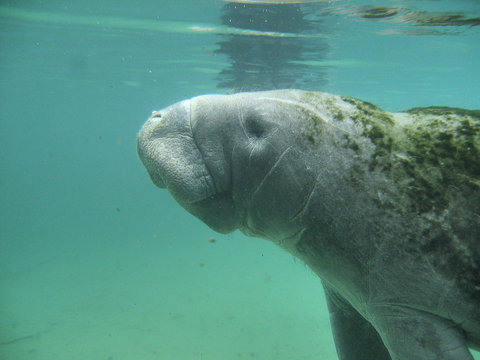 manatee