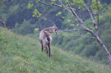 chamois