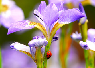 ladybug lilac