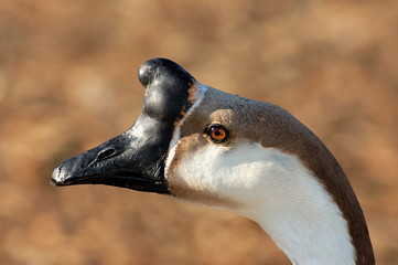 a portrait of african brown goose