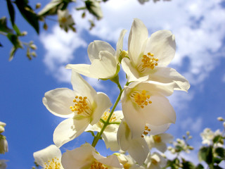 flowering sky