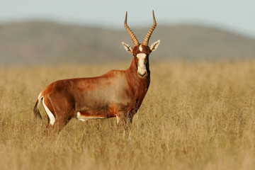 blesbok antelope