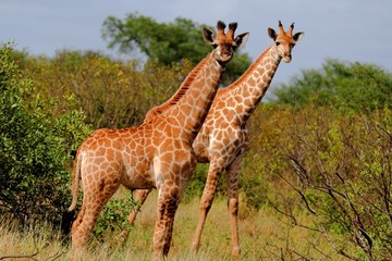 giraffe pair
