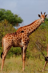 giraffe